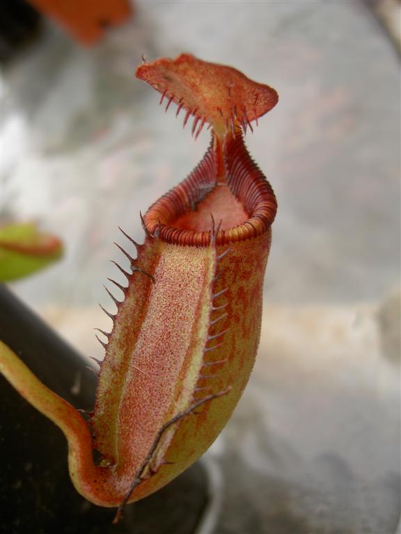 Nepenthes ephippiata